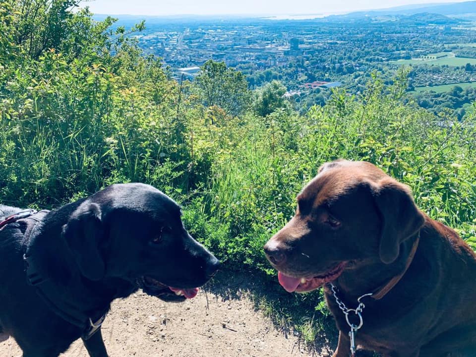 62243594_1475514449252041_1582832492392480768_n