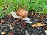 Burgunderschnecke