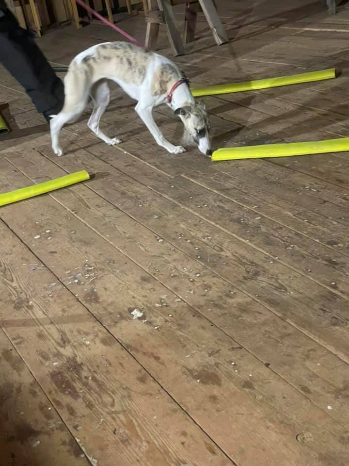 bella