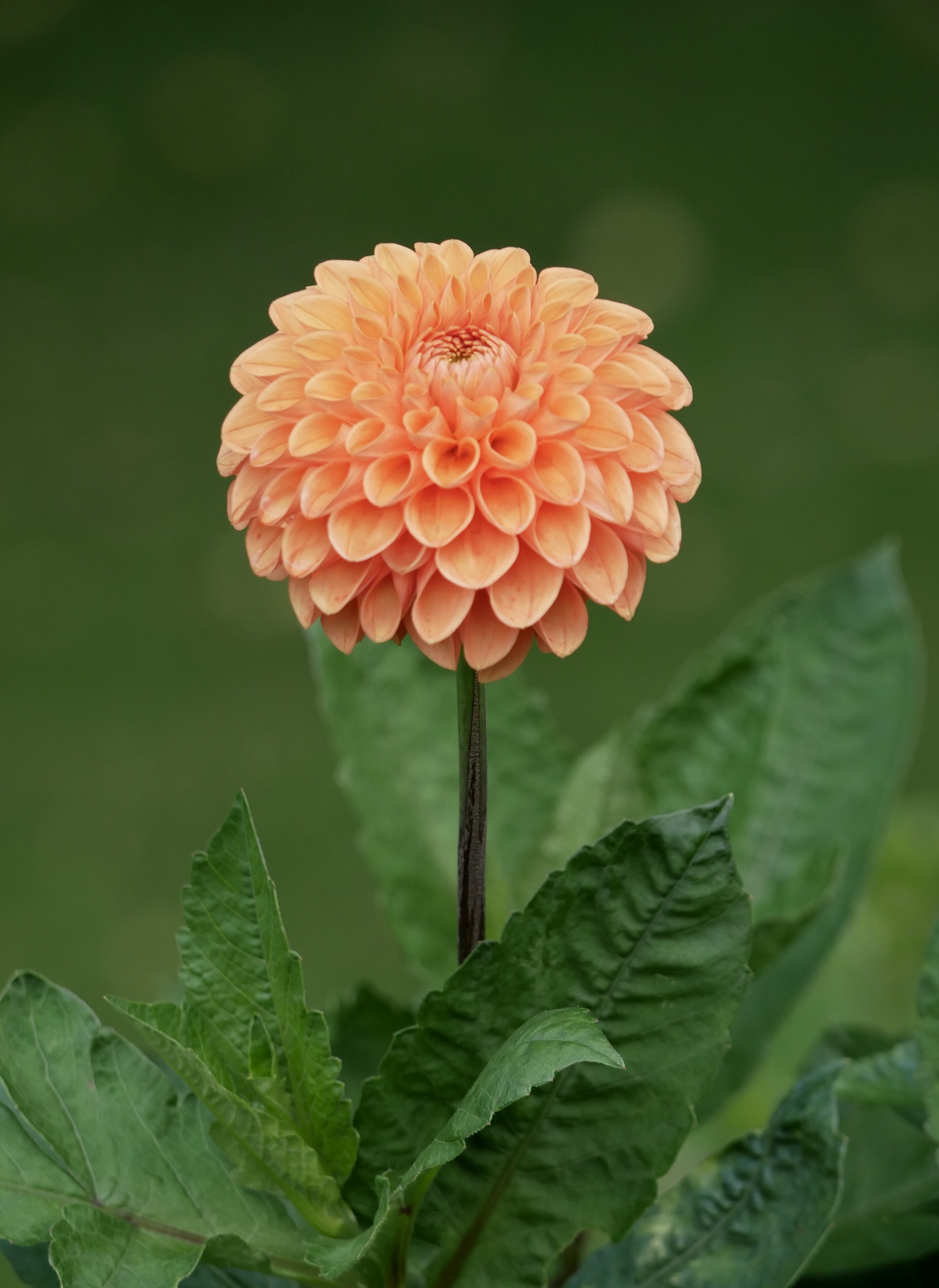 Dahlia III