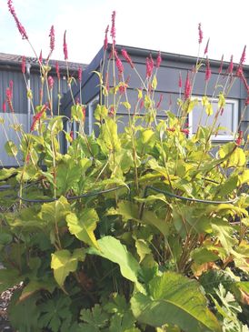 Stauderinge / Staudeholdere i kraftig jern