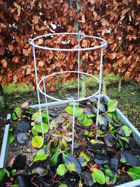 Stauderinge / Staudeholdere