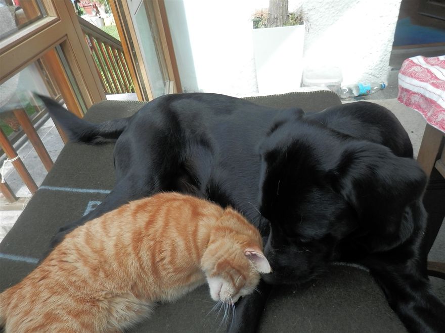Wie Hund und Katz ??