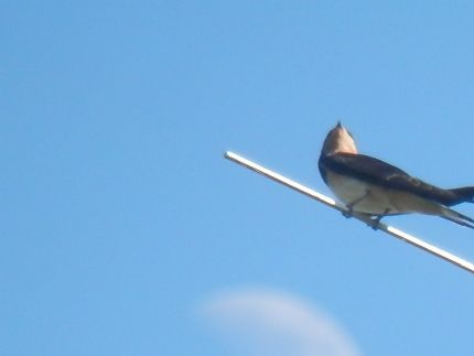 Am Weg zum Mond über meine Antenne ?