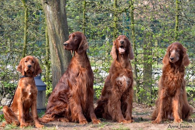 Kennel of the Travlin Star Setters 
Samen werkend met Ireleith kennel