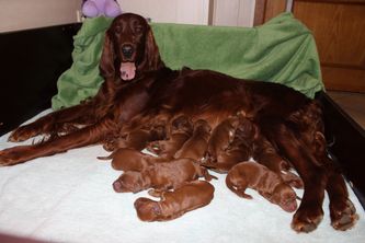Megan en haar pups