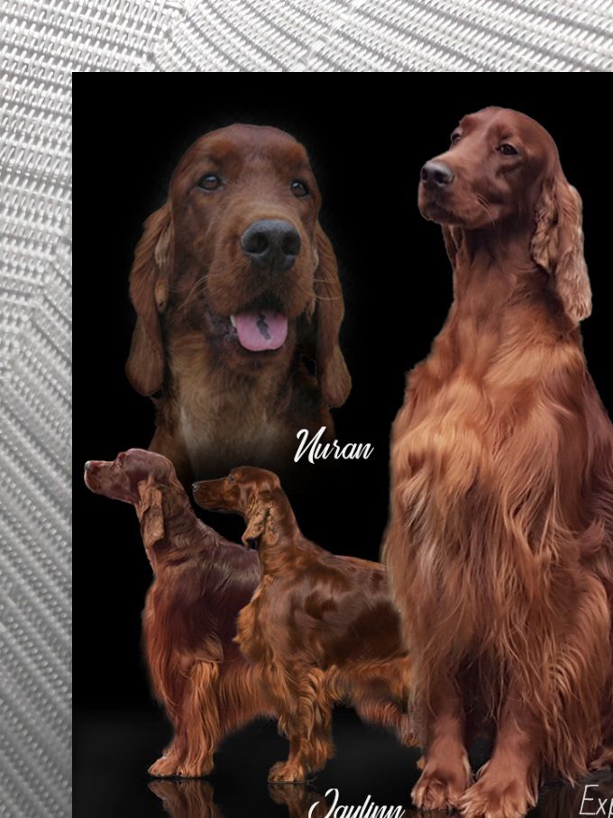 Pups verwacht Noble Jaylinn of the Travlin Star x Nuran Ireleith
De pups worden rond 11 - 05 - 2020 geboren.