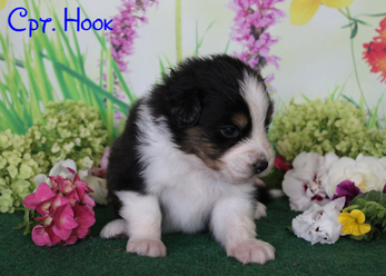 Cpt. Hook week 3