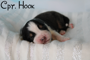 Cpt. Hookweek1