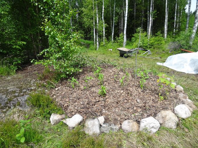 The ground and stones from the building we did use for the garden according the permaculture principles - There is no waste. We planted sunchoke. This is a kind of potatoe which you can eat in fall, winter until spring.
