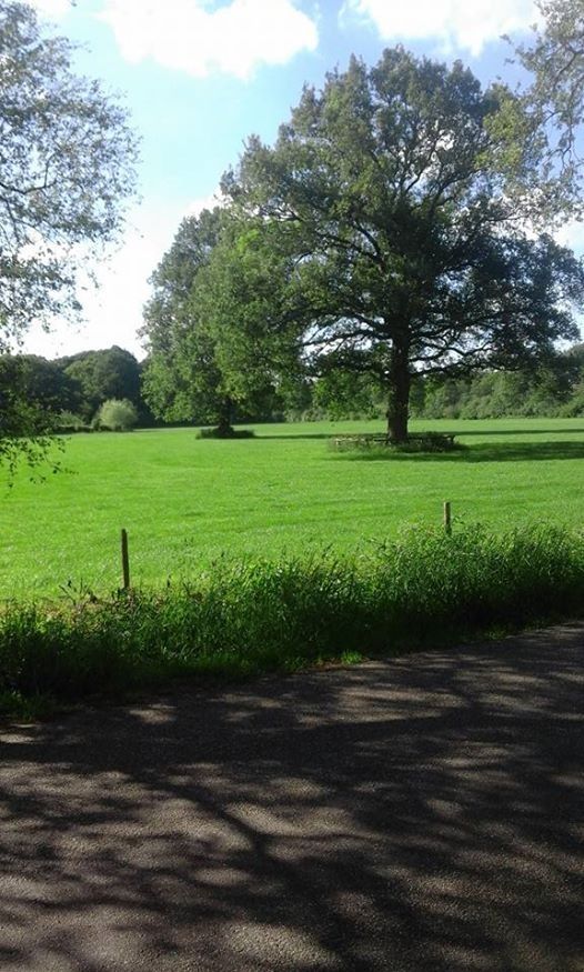 (13-06-2017) Stationsweg, Heino. Grasland en 2 bomen hierin. De diversiteit in het grasland kan nog wat beter. Het gras ziet er wel erg groen uit. Klaver, smalle weegbree en de paardebloem kan de voedingswaarde van het gras verhogen... een koe gaat hierdoor kwalitatief betere melk geven en de hoeveelheid krachtvoer die aan de koe gegeven wordt kan hierdoor beperkt worden of zelfs helemaal stoppen afhankelijk hoeveel koeien u per hectare houd. Gras in de derde bladfase  heeft de meeste nutrienten voor de koe.