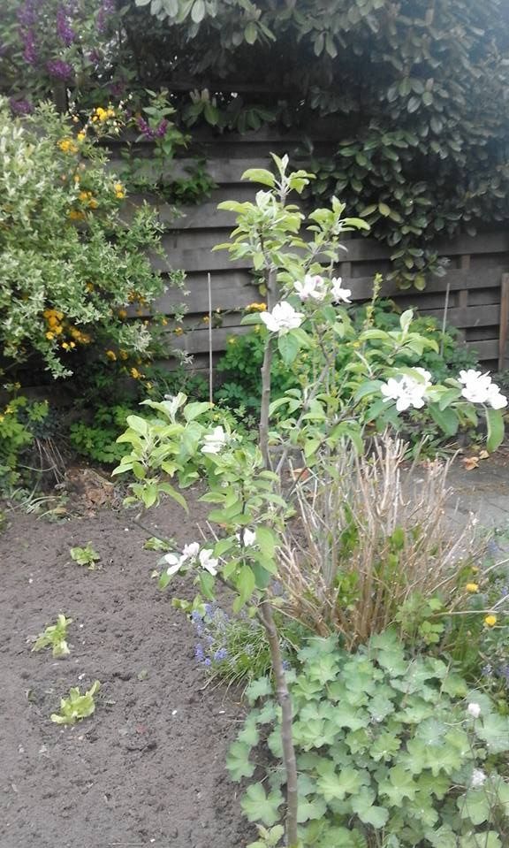 This elstar appletree was planted in 2016.