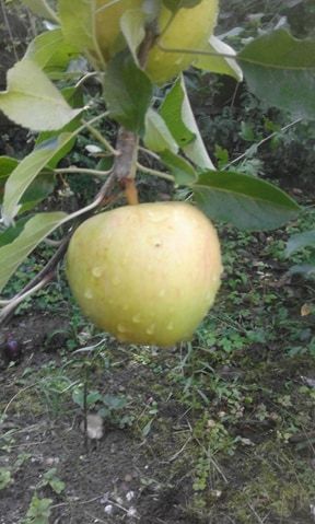 (22-07-2022) The apple is a tree, bush that grows mostly in the Northern hemisphere and originates from Central Asia. Apples contains strong anti-oxidants, is a great source of valuable nutrients which have many benefitial healt effects for human beings. An apple a day keeps the doctor away. The apple can be used as it is, in juices, salads or baked dishes like apple cake.
