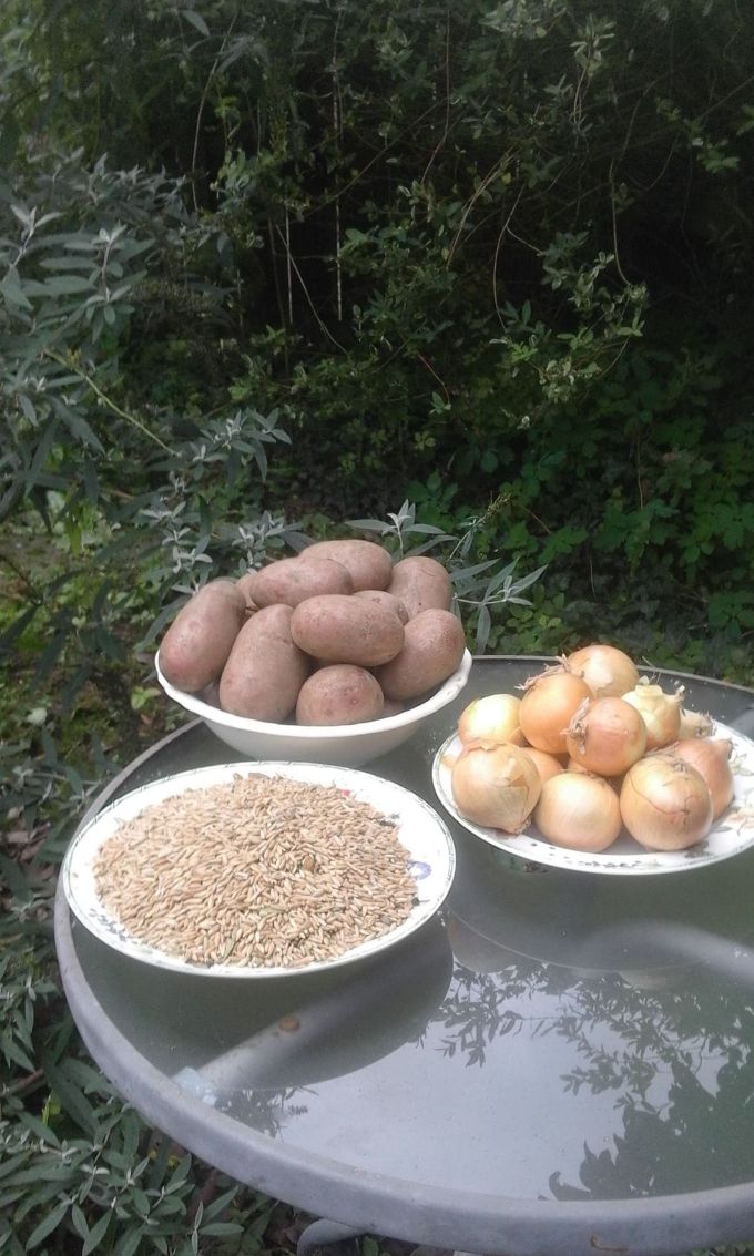 (22-07-2022) Essential food in the Netherlands. Basic daily food: Potato, Onions, Rye. Use Rye and onion in the morning and potato in the evening as a basic daily healty food. Buy organic 20 kg at your farmer, this way it is cheap and also poor people can afford now organic food while in the supermarket this just is not possible. We all need a healthy basic every day to stay health or get healthy. Do not eat more than two full hands per meal. When you have small hands, you will eat less. Eating too much can cause many health problems.

Essentiele voeding in Nederland. Basisvoeding: Aardappel, Uien, Rogge. Gebruik 's ochtends rogge en ui en' s avonds aardappel als dagelijkse basisvoeding. Koop 20 kg biologische aardappelen bij uw boer, zo is het goedkoop en ook arme mensen kunnen zich nu biologisch eten veroorloven terwijl dat in de supermarkt gewoonweg niet kan. We hebben allemaal elke dag een gezonde basis nodig om gezond te blijven of gezond te worden. Eet niet meer dan twee handen vol per maaltijd. Heeft u kleine handen dan eet u dus minder. Te veel eten kan veel gezondheidsproblemen veroorzaken.

Rye is primarily grown in Eastern, Central and Northern Europe. The whole grain, as well as other high fibre grains, improves the bloodsugar regulation and is is a rich source of essential nutrients. It can be used in ryebread, flower, beer whiskey or as a whole grain in different food recepies such as an omelet with onion and Gouda cheese for a good start in the morning. 

Potato is a root vegetable native for the Americas. Potato is rich in vitamine B6, vitamine C with no other vitamins and minerals in significant amounts. It can be used in meals, chips, stews and vodka. 

Onion is a vegatable that is cultivaded around the world and the geographic origin is uncertain. Onion is a complete functional food, contains phenolic compounds, minerals, fibers, organic sugars, organic sulfur compounds relative to the non volatile compounds and have many benificial health effects for the human body. It can be used in baking for the flavour, in pickled onions or soup. 