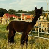 IMG_0984