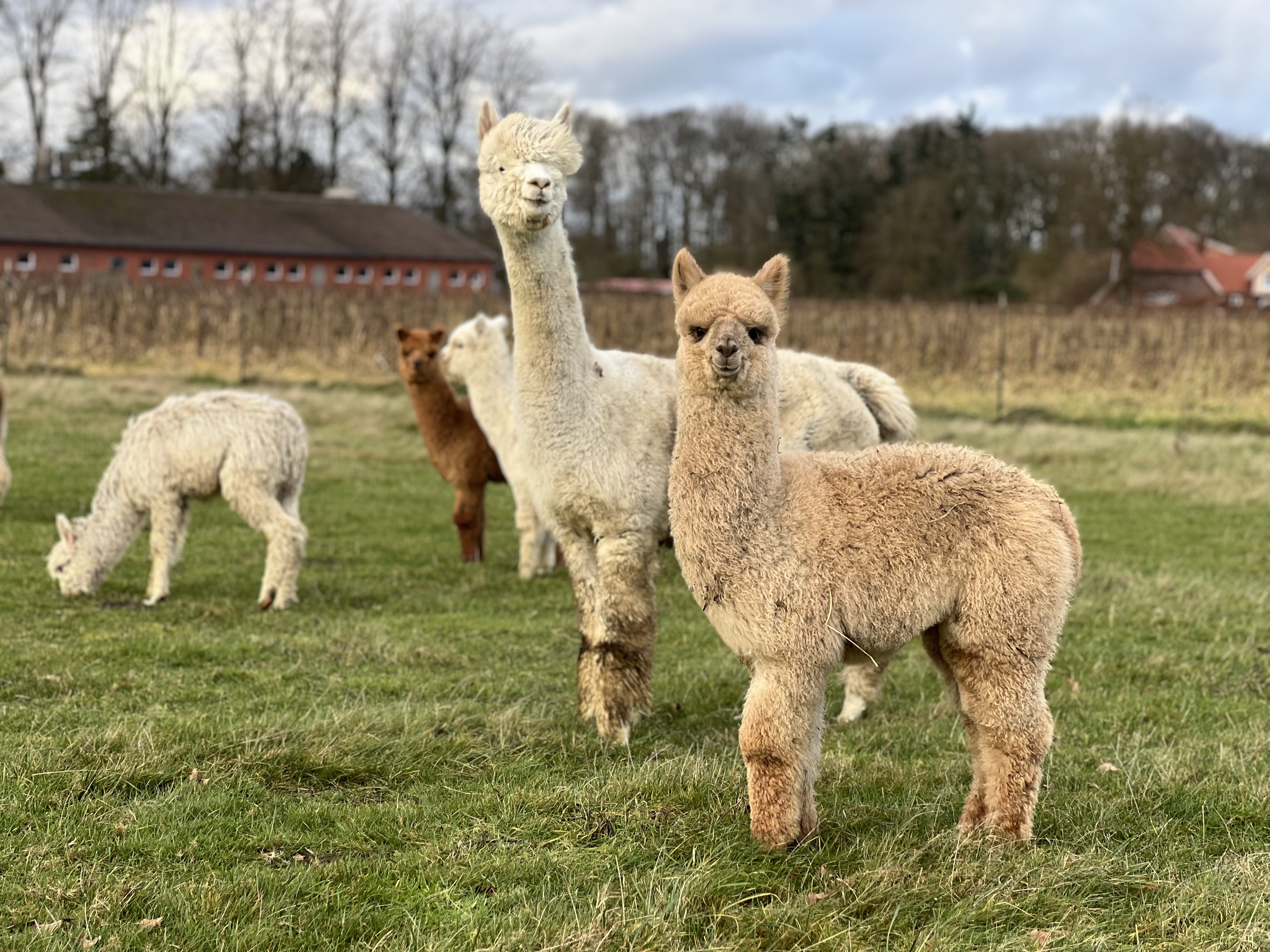 Fohlen 2024 | Oldenburg Alpacas