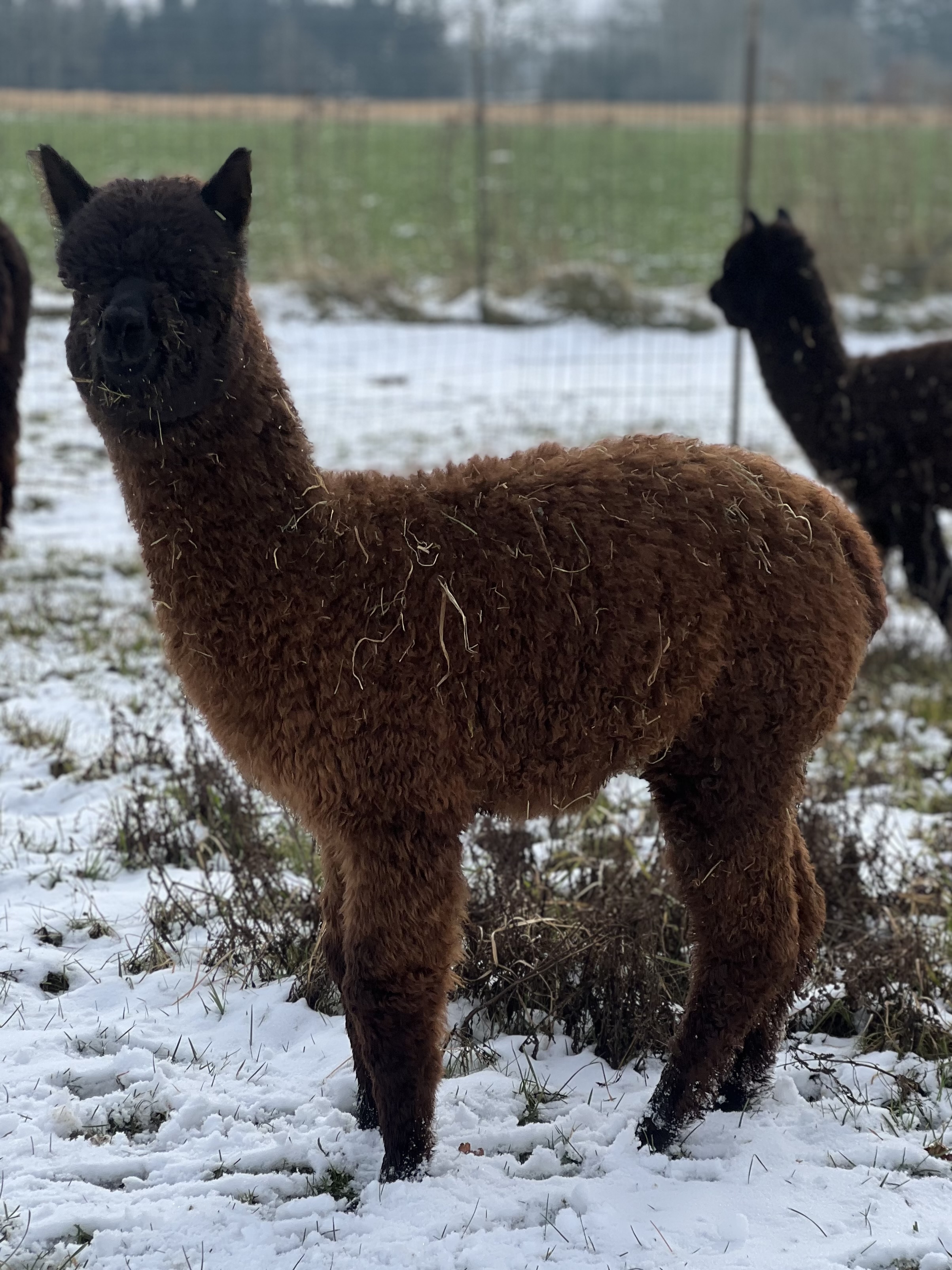 Fohlen 2024 | Oldenburg Alpacas