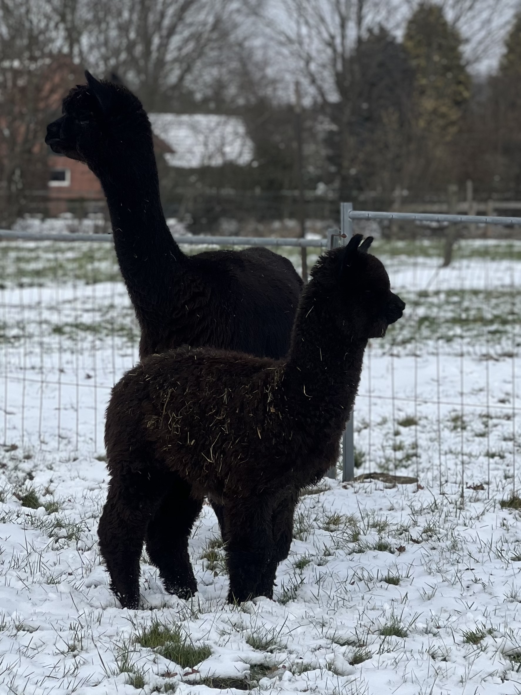 Fohlen 2024 | Oldenburg Alpacas