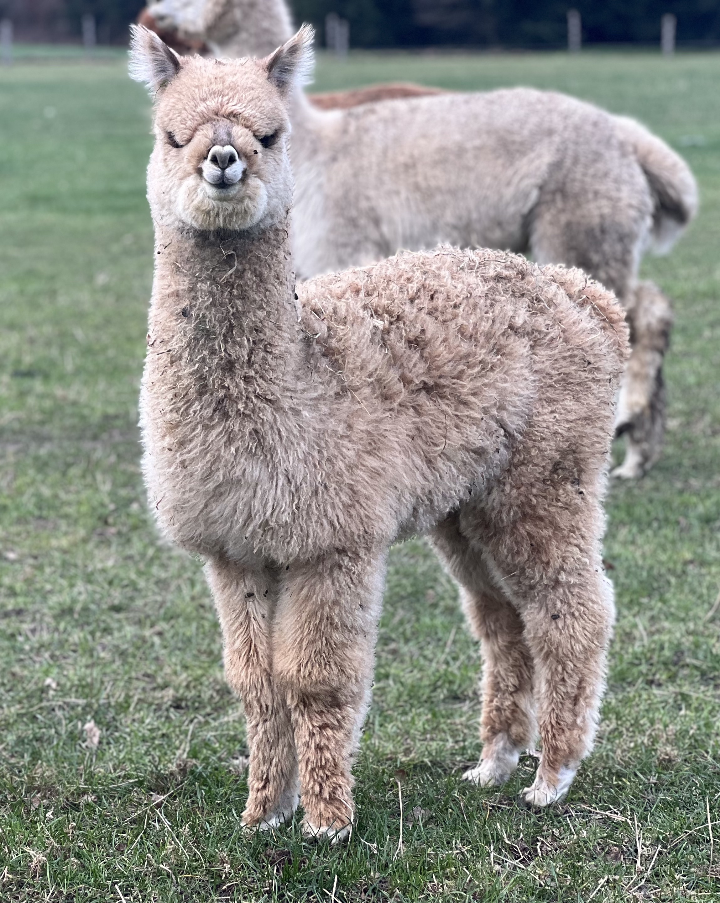 Peruvian Merkur X