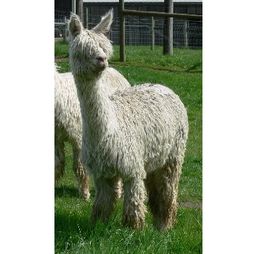 Wenona (Peruvian)