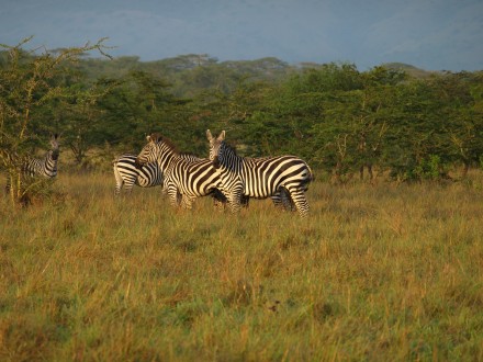 En flok zebraer på savannen.