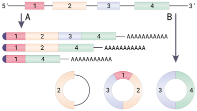 By Helixitta - Own work, created for Biology week #3, CC BY-SA 4.0, https://commons.wikimedia.org/w/index.php?curid=56444195
