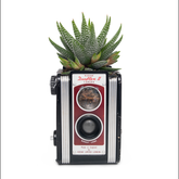 Photosynthesis No 25 - Kodak Duaflex II x Haworthiopsis attenuata - SQ