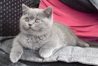 Charlie 9 veckor nr 2