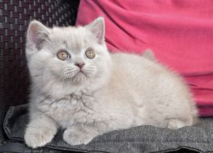 Lucy 9 veckor nr 4jpg