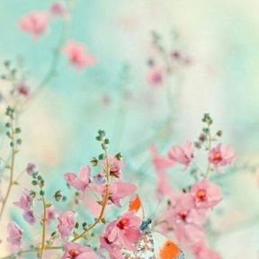 flowers 3