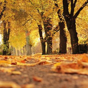 herfst bos
