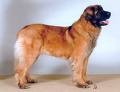 Bailey`s mamma.