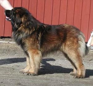 Bailey`s pappa 
