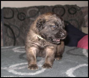 Vilken liten karamell...Bailey`s som riktigt liten...