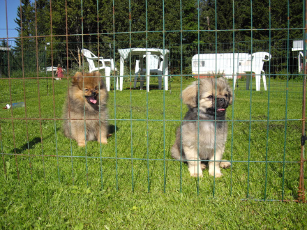 Bliss nya kompis Mossa som bor hos Kirre på kennel Cindylines.