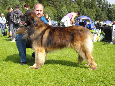 Lejonklippans Kopyright- Bailey´s pappa. 7 1/2år gammal och blev svenskt champion i Svenstavik 2010-08-08...inte dåligt alls. Vilka gener- glad att ha dessa i Bailey´s