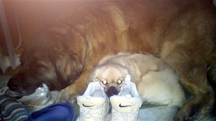 Myser med sin stora kompis...