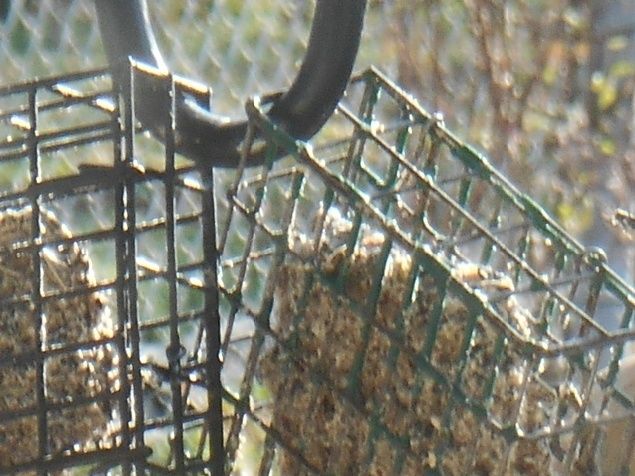 It doesn't matter what kind of bird you are.
Something helpful, something from which you can learn and feed and grow and develop, and discover more of what you are,  usually isn't very far away.
It could be free for the taking and right under your nose.

