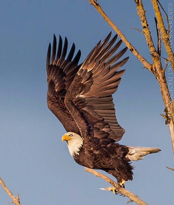 (con't from Part III)
There are a number of people around the world who aren't professional musicians and yet have worked out a way to produce a beautiful, well crafted, and coherent written composition for the organ.
And it's taken them to places they never even dreamed of.
It's like a young bald eagle at takeoff (photo).
Until you spread your wings you have no idea how far you can fly.
(con't in Part V)