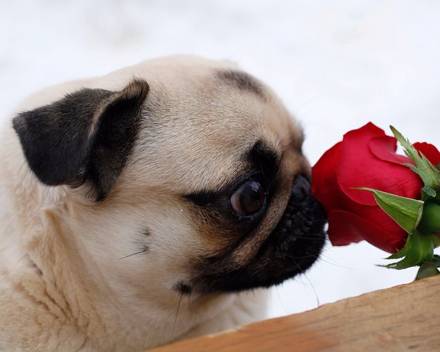 Winter is coming.
And, along with it, certain opportunities disappear.
While you still can, take a moment to stop and smell the roses when they're in bloom (photo).
You don't have to be a florist to be interested in them.
This little guy may have been born with a pushed-in nose, but that never stopped him; he can still show interest in a rose with the best of them.   :-)
Would the world be a more enjoyable, rewarding place if every puppy discovered roses like this? ... it could be, for them.
You can bet that the next time this puppy sees a rose, he'll know that he likes them.
He's learned to like something that didn't immediately grab his interest until he checked it out.
In this respect, humans are no different; when we show interest in things that don't immediately grab us, many times we emerge liking them.
There's no weakness or shame in investigating our world like this.
Life here is short, and the wisest knows not how short it will be.
It doesn't always dawn on us, in our daily mission to get to work on time so we can pay the bills, that we're up to our waistlines in blessings of all kinds all the time, most of which we tend to ignore.
If you haven't before, you owe it to yourself to make up your mind today to do something different besides cook, eat, clean up the dishes, sleep, work your regular job, shower, wash clothes, shop, put gas in the car or truck, watch some TV, work your hand held device, work your notebook PC, exercise, take out the trash, and addict yourself to a stagnant routine like this, day in and day out, for the remainder of your natural life.
Some things have to be done to maintain the status quo, but they don't tell the whole story about why you and I were put here.
There's more to life than that.
Life is precious, and we're only given one shot at it.
Why not give something new a try, something you think won't be fun or rewarding at all.
What harm will it do? ...
How do we know we're not a fan of something ... how do we know we can't grow a rose garden ... how do we know we don't have some undiscovered ability at something ... if we've never looked into it before ... I mean, REALLY look into it? ...
The answer is, we don't.
We've shut ourselves out.
The one and only Elvis Presley, American singer, guitarist, actor, and universally acclaimed 