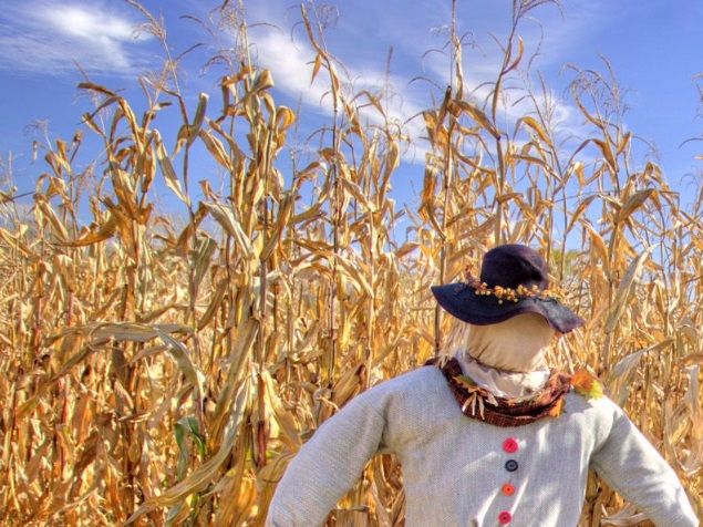 A scarecrow in a corn field certainly seems scary ... if you're a crow, that is ... a crow that doesn't know any better.
Through the eyes of a bird like that, it looks like a man standing there ... a scary man ... something to be shunned ... avoided ... for the sake of survival.
It has one function ... to sabotage the crow's plans to do its work ... in this case, to find yet another creative way to locate, dig into, and eat the farmer's corn.
Sound familiar? ...
The scarecrow works just like the lizard brain to sow doubt in our minds, to scare us away, even to terrifying us, of taking our creative impulses with composing or improvising to the next level.
And what is that next level? ...
In the case of composition, after you've already written a few stand alone pieces, it's your first prelude and fugue for organ that beckons you, or maybe your first toccata and fugue ... or, if you're an improvisor, improvising that first large work.
And the thought of it has you immersed in a sea of doubt and plain scared to death.
The fact remains, doubt has killed more dreams than failure ever will.
The lizard would like you to curl up in a corner, take no risks, avoid all threats, and just hide from your own creativity.
The paradox is, the more we hide, the riskier it is.
The less commotion we cause and the less change we produce, the more likely we are to fail and be ignored.
If you ever start experiencing this kind of fear in anticipation of that next project, when the lizard is screaming in your ears to avoid it like the plaque, it should tell you something ...
It's indicative of 3 things actually:  1) that there's love there, or there wouldn't be any fear, 2) the lizard brain, a real part of your limbic system living at the top of your spine, the place where Resistance lives, is the reason for your fear, and it's working overtime to get you to shut up, sit down, compromise, and just play it safe; it's the thing that tries to stamp out any insight or art; it's what's making you afraid of what will happen if your ideas get out and your gifts are received, and 3) the more fear the lizard makes you feel about going down a certain path, the more certain you can be that this path is exactly the one you need to be following to have a positive outcome [See blog, The Book, Parts I-II, The Lizard Brain, Parts I-VIII].
If the thought of writing a large work for organ is terrifying to you, then you can bet it's because the lizard is yelling at you to run and hide, that writing it is important to the growth of your soul, and that therefore you need to begin planning and writing it, in little bits at a time, starting today.
You need to be brave with this and steer a course directly into whatever that larger or more challenging project is, that's scaring you.
If you don't, the lizard brain with its insidious plot to inject you with fear, will succeed in stalling you, wasting you, and keeping you from doing some of your real work ... those activities which are part, if not all, of the reason you were put on this earth.
You'll rationalize ... you'll procrastinate ... you'll compromise and keep your distance ... all based on what sounds like good arguments ... and you'll come away with a restlessness that nothing else can seem to satisfy.
And the lizard brain at the top of your spinal cord, the place where Resistance lives, with its primitive biological advantage, will override and win over the higher centers of your brain where creativity is processed ... and it will win each and every time.
It will also win if you pick out something artistic to do that's beneath you; trivial art isn't worth the trouble it takes to produce it.
But when the lizard tells you not to attend something, go.
When it tells you not to listen to something, read something, or do something, do it.
When you feel the stall, the fear, the pull, the numbing paralysis, you know you're on to something.
Whichever way the wind of the lizard is coming from, that's the way to head ... directly into it.
And the closer you get to achieving the breakthrough you have in mind, the stronger that wind will blow against you and the harder it will fight to stop you.
The only solution is to tolerate no rational or irrational reason to hold back on, follow through with, finish, and 