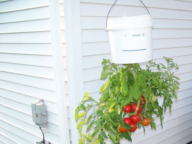 (con't from Part XXXIV)
Upside down gardening.
With the proper technique, a right side up tomato plant, for example, can be grown a new way ... upside down ... and produce the same type of yield as right side up (photo).
This principle can also be applied by an emerging composer to the production of another Fugue from a previously used Fugue subject.
Some of the scores posted on this web site demonstrate how a subject worked in one Fugue (Op. 25) can be inverted and employed as the subject in a second Fugue (Op. 26).
It can also be demonstrated that a subject from a previously composed Fugue (Op. 27) can be inverted and employed as a countersubject in another Fugue (Op. 28).
This can develop into a piece where the countersubjects are actually more rhythmic and memorable than the subject itself.
If an emerging composer hasn't yet tried to do something like this in their compositional work, the opportunity is beckoning them.
In the Fugue from the D Major Op. 28 Prelude and Fugue the subject is inverted and employed not just as a countersubject but as the 1st of 3 countersubjects which are maintained throughout, in quadruple counterpoint [See blog, Inversions].
When multiple countersubjects participate in a Fugue like this, the counterpoint becomes thrillingly dense, and even more miraculous sounding when all voices are clear, independent, and mutually complimentary.
Historically, coordinating this complexity so that the final unity is aesthetically successful, for composer or performer, has been an achievement of high art.
The paired Op. 28 Prelude, in its turn, might also be constructed upon a single theme in Vierne's 6-part improvisational form and in some manner previously untried by the composer, such as by using the Fugue's 3rd countersubject for a theme.
This idea is not new; as early as Dutch composer Jan Pieterszoon Sweelinck (1542-1621), the so-called 