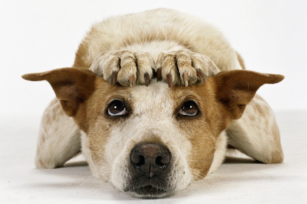 Check out this little puppy's expression and pose (photo) -- it's the look of vexing embarrassment.
It's as if he just got done saying to his master, 