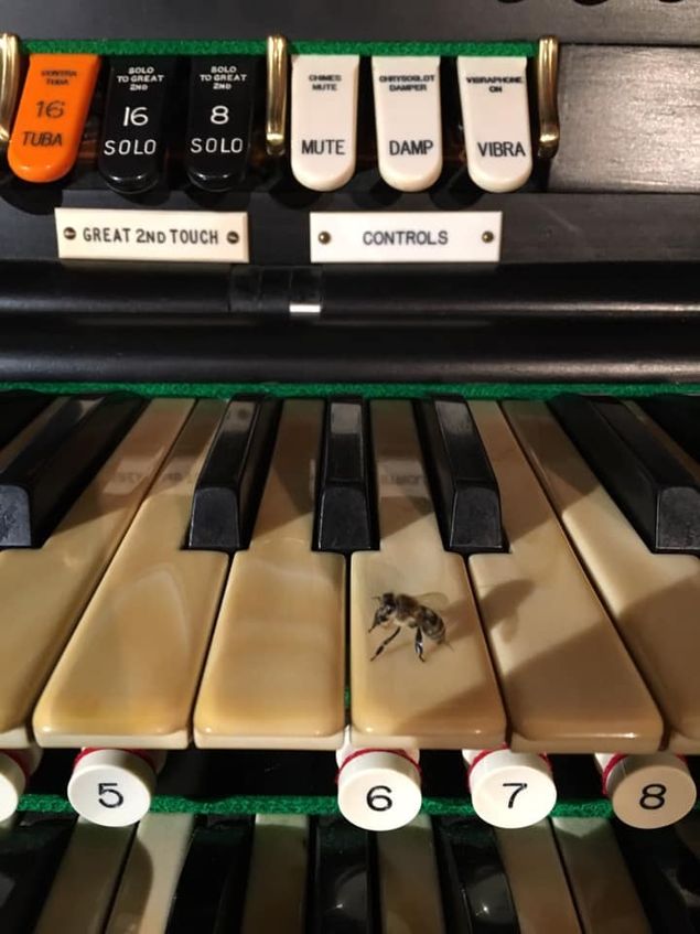A pipe organ can attract all sorts of friends who want to BEE around it (photo).

