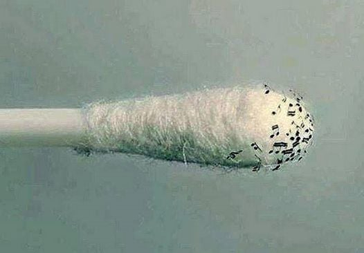 Musicians:  remember that your eardrums are delicate structures that can be easily damaged.
Never ever, repeat NEVER, stick a cotton Q-tip (or anything else, for that matter) into your ears -- not even to get a song out of your head, finally.
Take your 