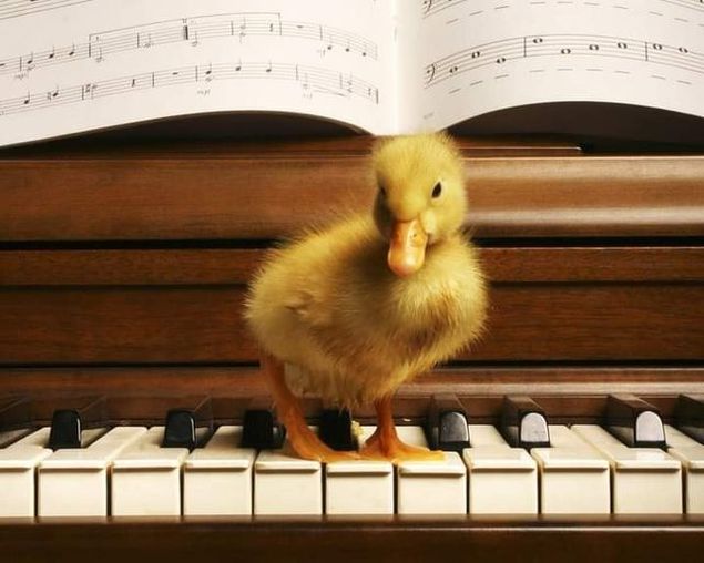 It's good for us to listen to our own playing, but it's also doing something for our listeners.
Music-making often inspires someone else to do the same or better.
Music hath charms to sooth the savage beast.