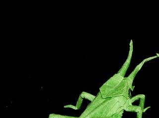 grasshoppers