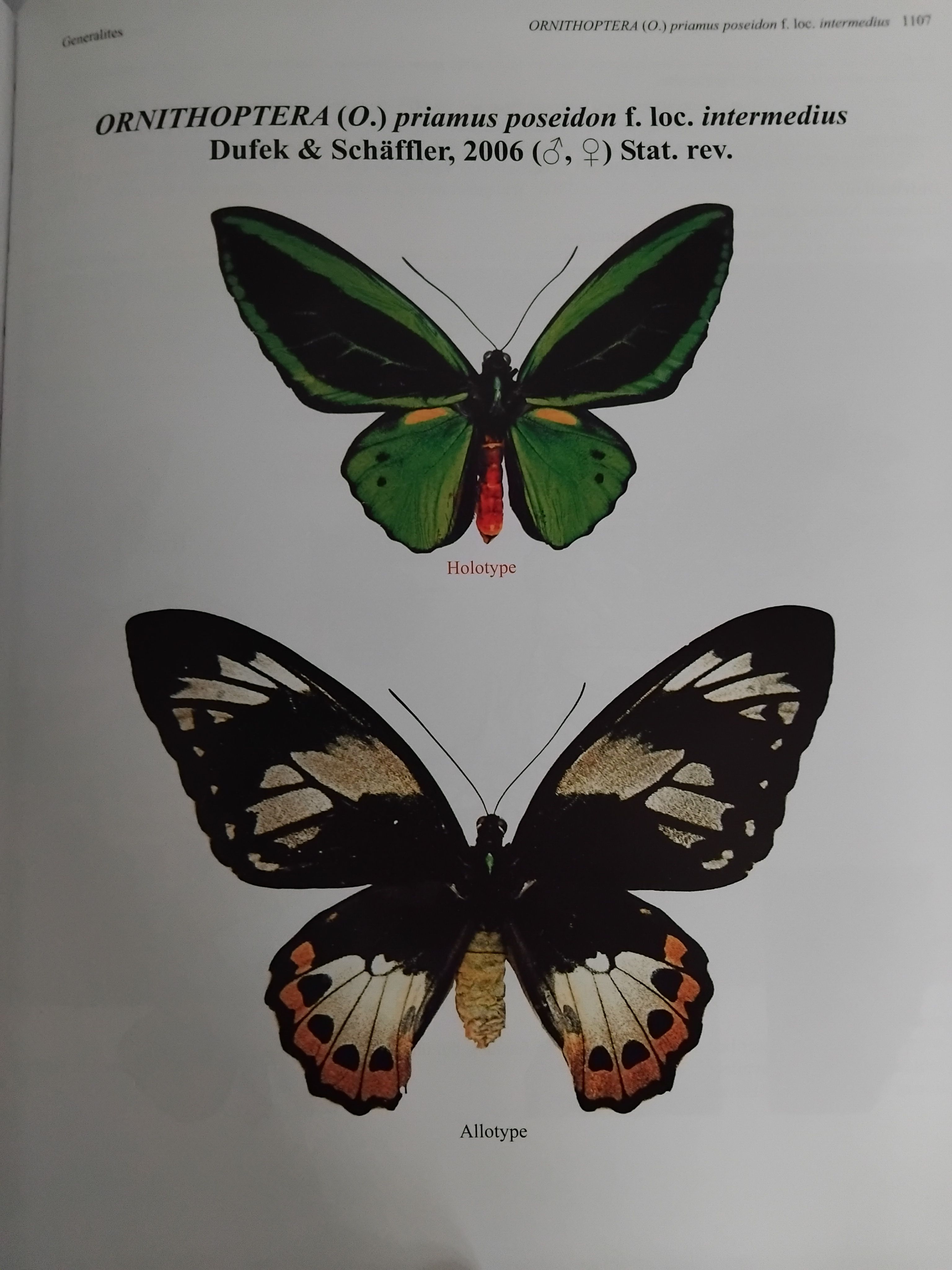Ornithoptera priamus ♂♀ 標本 Yahoo!オークション - 蝶 標本 メガネトリバネアゲハ kasandra