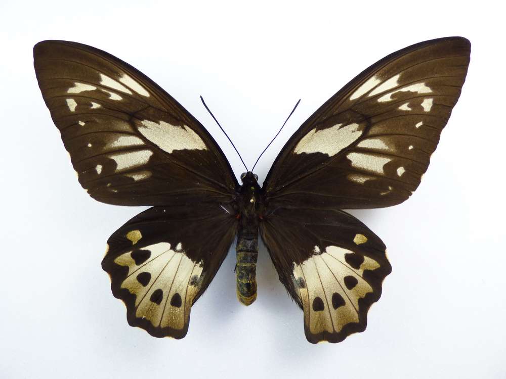 O.PRIAMUS | ornithoptera.org