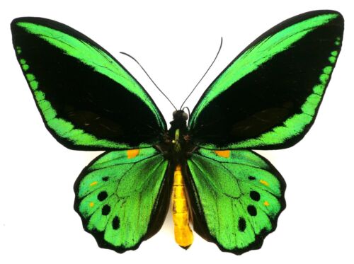 priamus-priamus-male.jpg?etag=